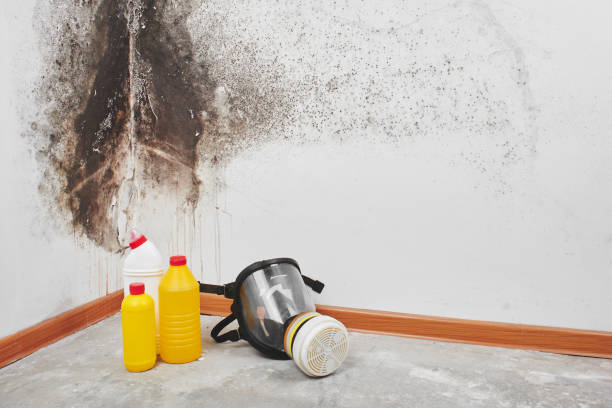 Best Black Mold Removal  in Milbank, SD