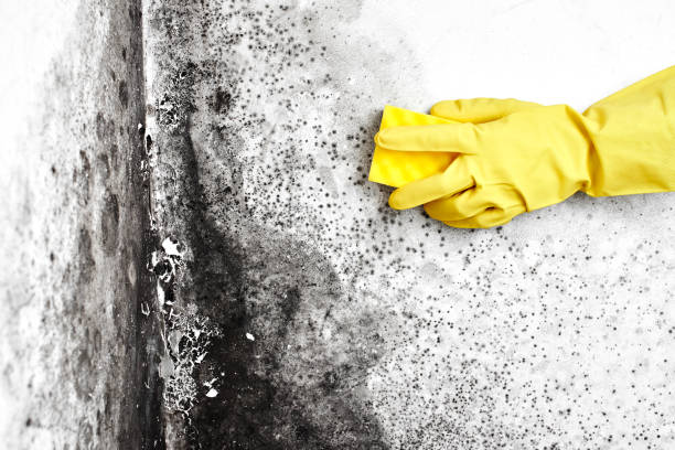 Best Fast Mold Removal  in Milbank, SD