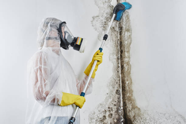 Best Residential Mold Removal  in Milbank, SD