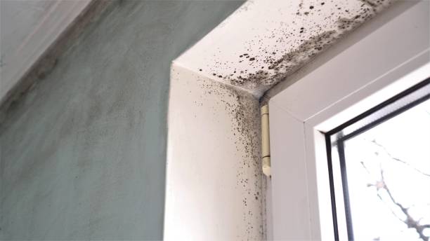 Best Residential Mold Removal  in Milbank, SD