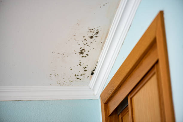 Mold Removal Process in Milbank, SD