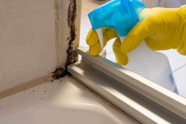 Home Mold Removal in Milbank, SD