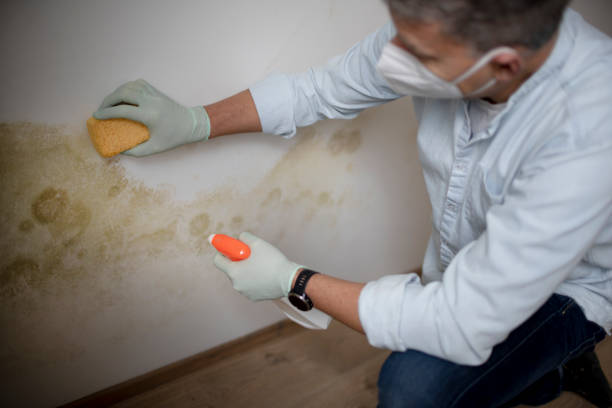 Best Attic Mold Removal  in Milbank, SD