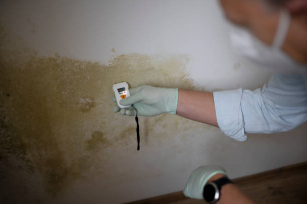 Best Office Mold Removal Services  in Milbank, SD