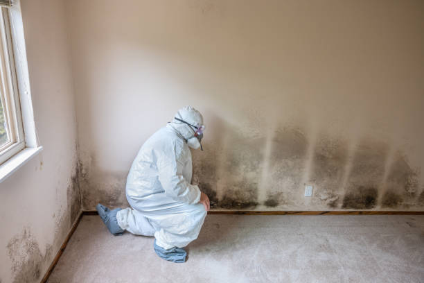 Certified Mold Removal in Milbank, SD