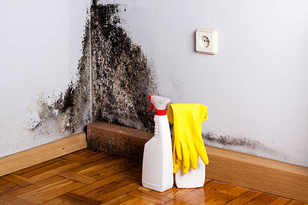 Best Mold Removal Process  in Milbank, SD