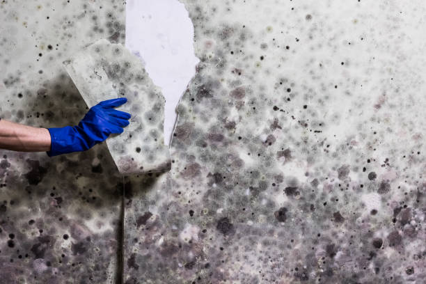 Mold Testing and Removal in Milbank, SD