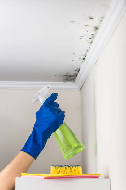 Best Mold Cleaning Services  in Milbank, SD